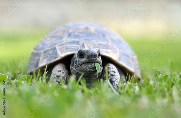 Obraz tropical, tropical fish, turkey,