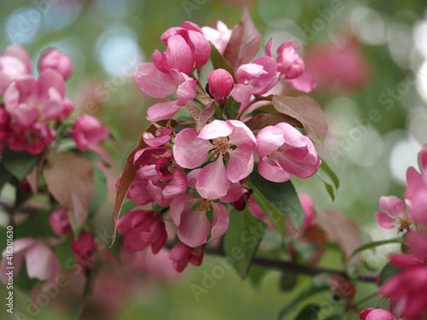 Fototapeta blooming apple