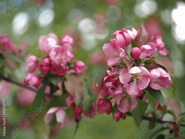 Fototapeta blooming apple
