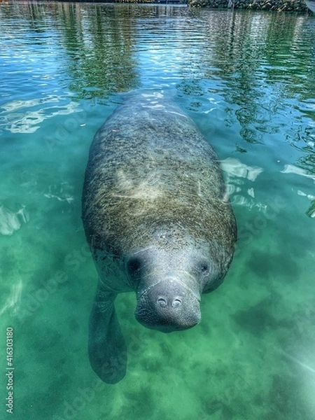 Obraz Florida Manatee