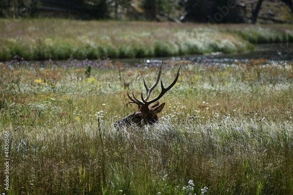 Obraz Bull Elk