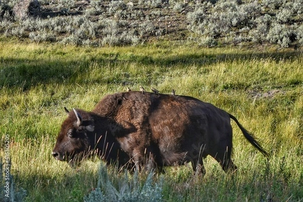 Fototapeta Bison