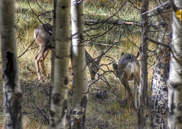 Obraz squirrel in the tree