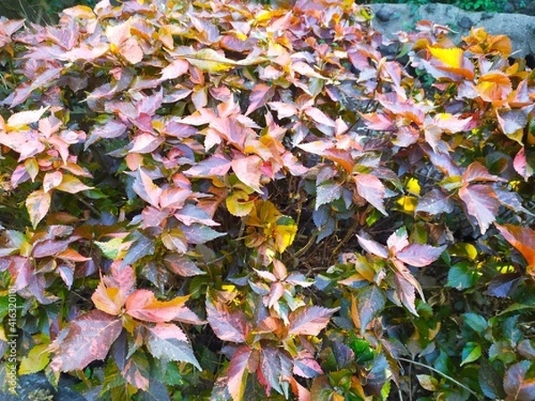 Fototapeta Acalypha wilkesiana leaves