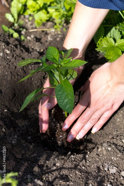 Obraz Junger Steckling Paprika,Gartenarbeit
