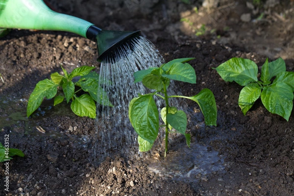 Obraz Steckling Paprika,Gießen