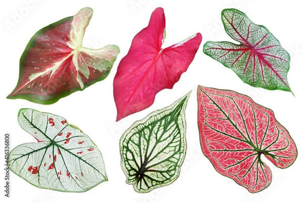Fototapeta Set of Tropical Caladium Leaves Isolated on White Background with Clipping Path