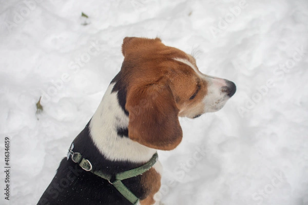 Obraz Dogs in the snow