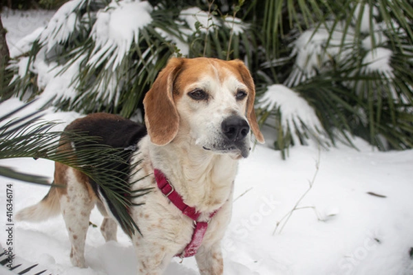 Obraz Dogs in the snow