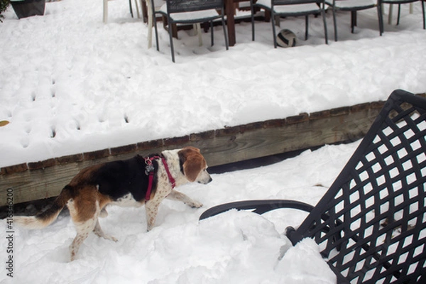 Obraz Dogs in the snow