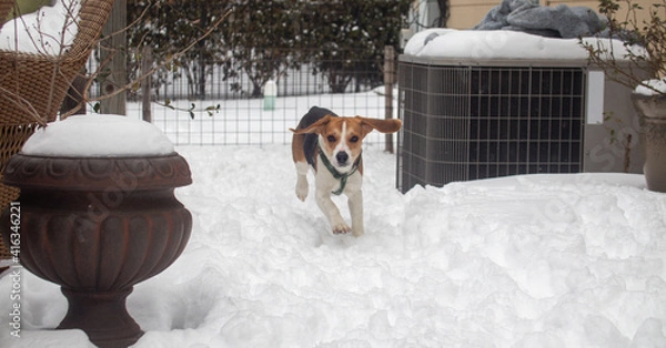 Obraz Dogs in the snow