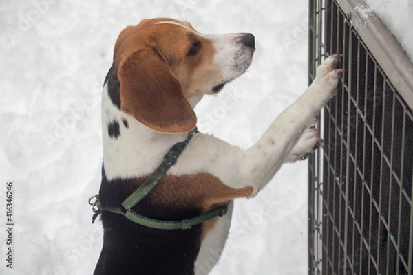 Obraz Dogs in the snow