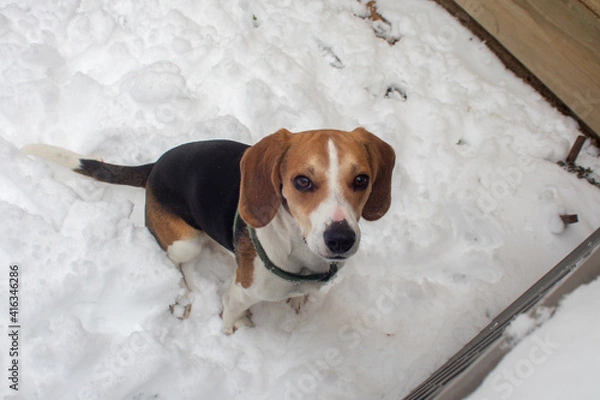 Obraz Dogs in the snow