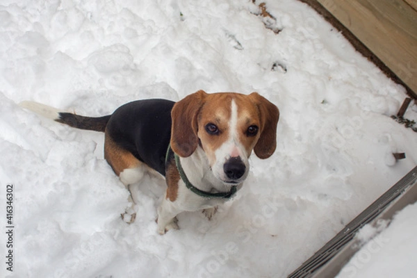 Obraz Dogs in the snow