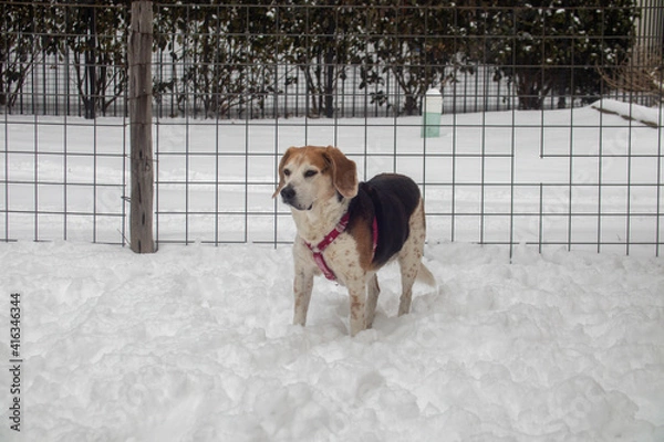 Obraz Dogs in the snow