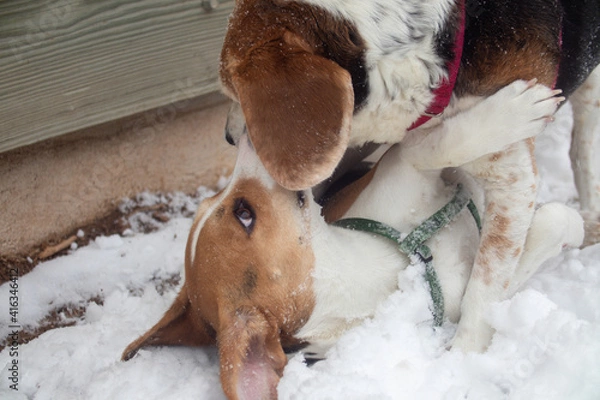 Obraz Dogs in the snow