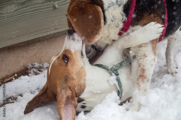 Obraz Dogs in the snow