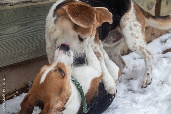Obraz Dogs in the snow