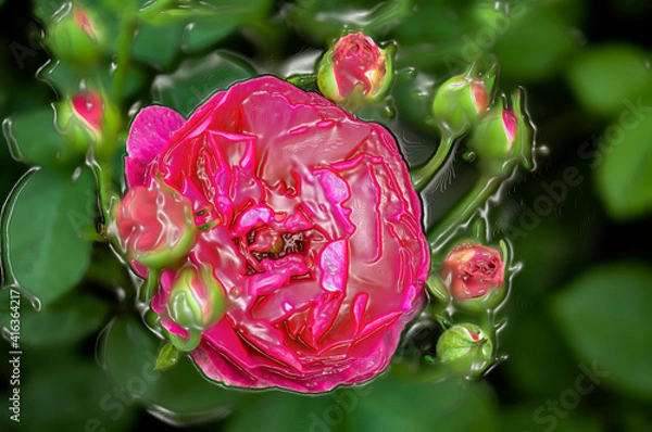 Obraz blooming red rose