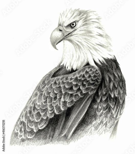 Fototapeta Eagle, hand drawing  isolated on white