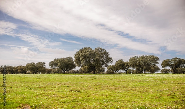 Fototapeta Open field of the Extremadura dehesa in spring with a holm oak in the center