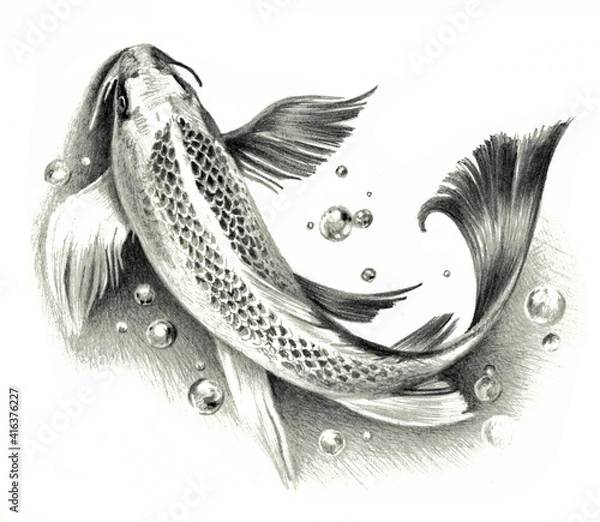 Fototapeta Sketch - Japanese koi fish isolated on a white background. Pencil drawing