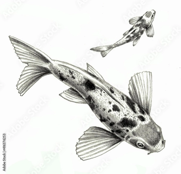 Fototapeta Japanese koi fish isolated on a white background. Pencil drawing, sketch