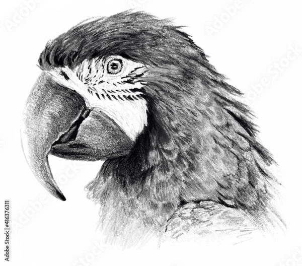 Fototapeta Sketch - Parrot profile. On white background. Detailed pencil drawing