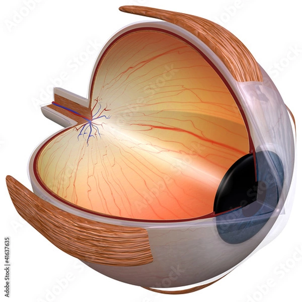 Obraz Human eye diagram