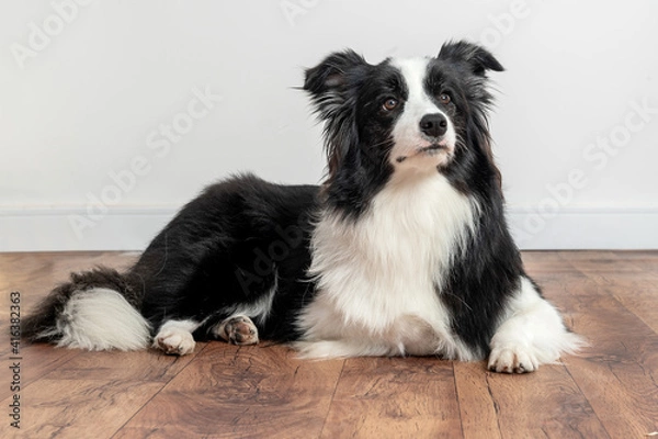 Fototapeta border collie dog looking attentive with ears up