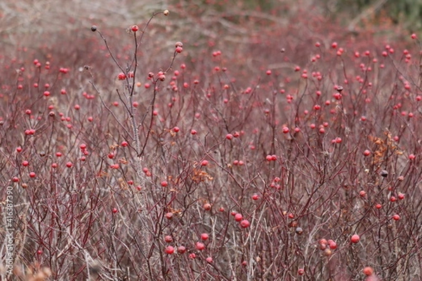 Fototapeta Winter Berries
