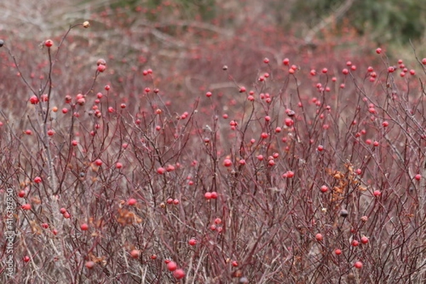 Fototapeta Winter Berries