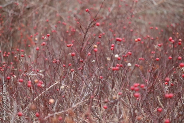 Fototapeta Winter Berries