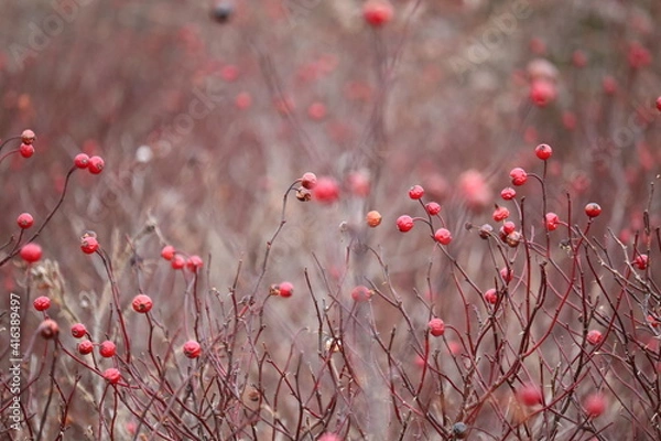 Obraz Winter Berries