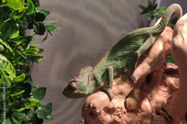 Fototapeta lizard on a branch