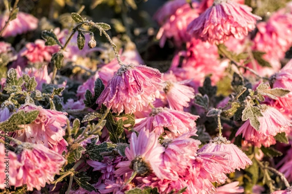 Fototapeta Pink garden chrysanthemums covered with frost (Chrysanthemum morifolium)