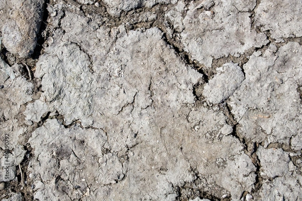 Fototapeta Texture of dry cracked earth with small seashells
