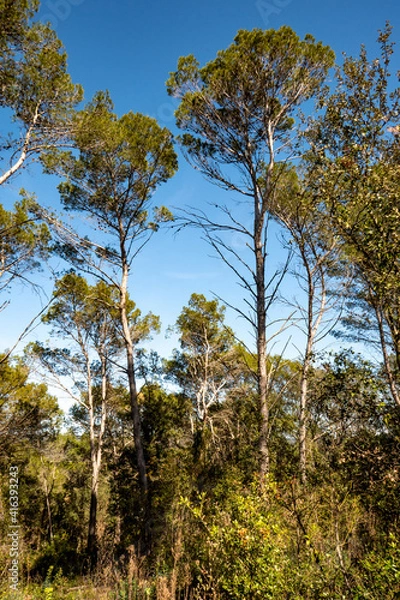 Fototapeta Mediterranean forest