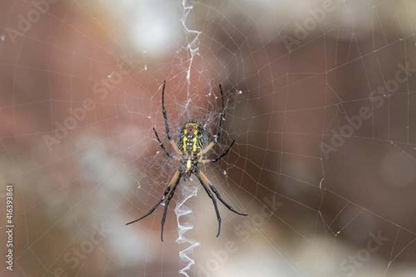Fototapeta looking up through the web at at a black and yellow garden spider