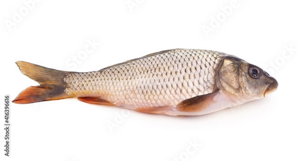 Obraz One large brown carp.