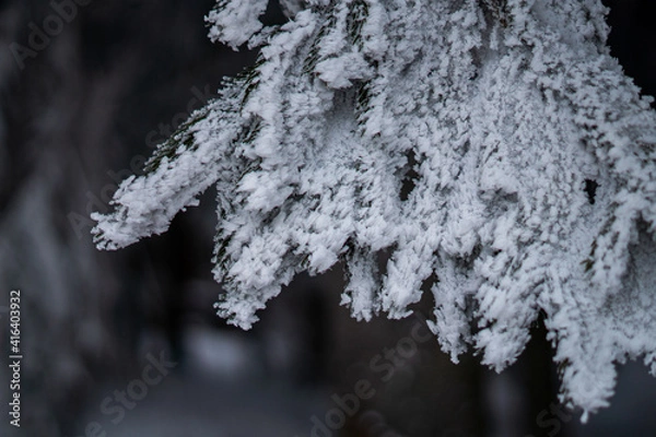 Fototapeta Ośnieżone drzewko gałązka.