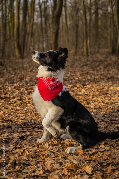 Fototapeta A border collie puppy walking and playing in the park