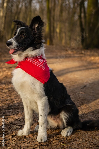 Fototapeta A border collie puppy walking and playing in the park