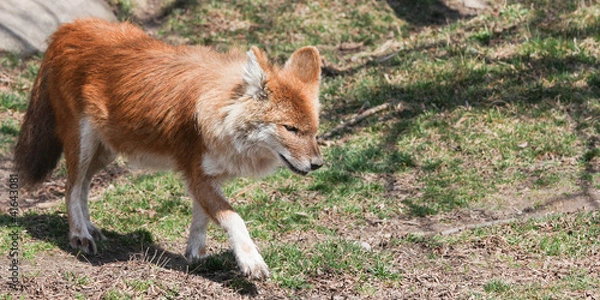 Obraz Asiatic Wild dog