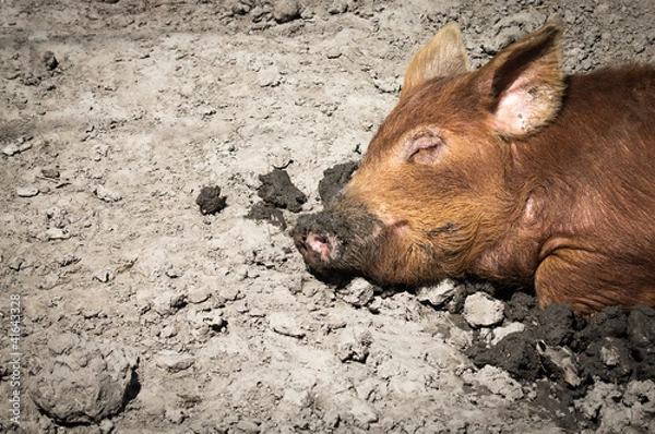 Obraz Pig sleeping in mud