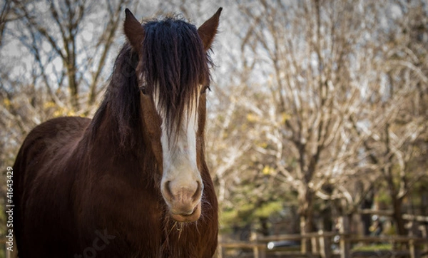 Obraz Clydesdale Horse