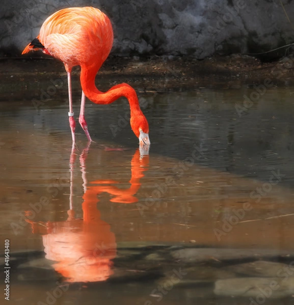 Obraz Flamingo