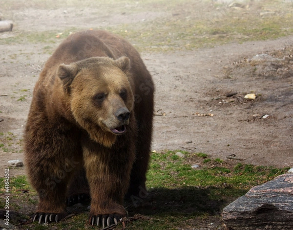 Obraz Bear in the wild