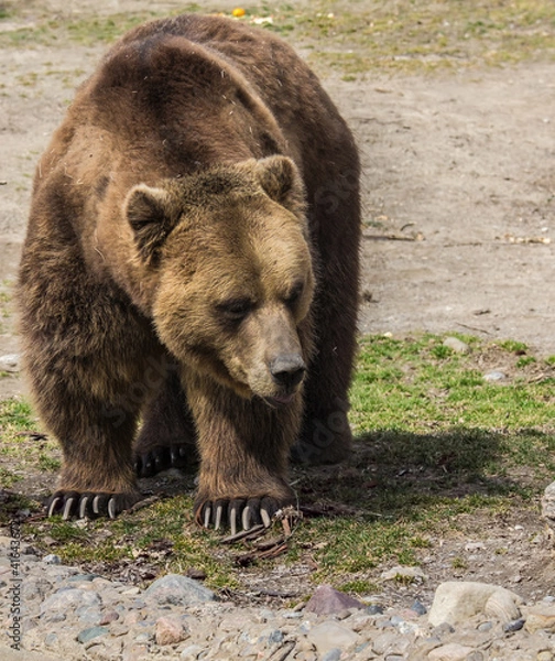 Obraz Grizzly walking