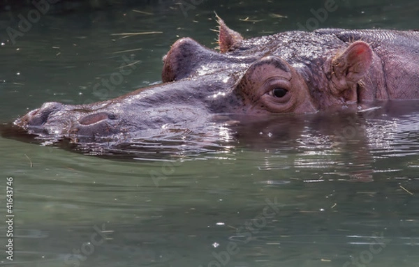 Fototapeta Hippo